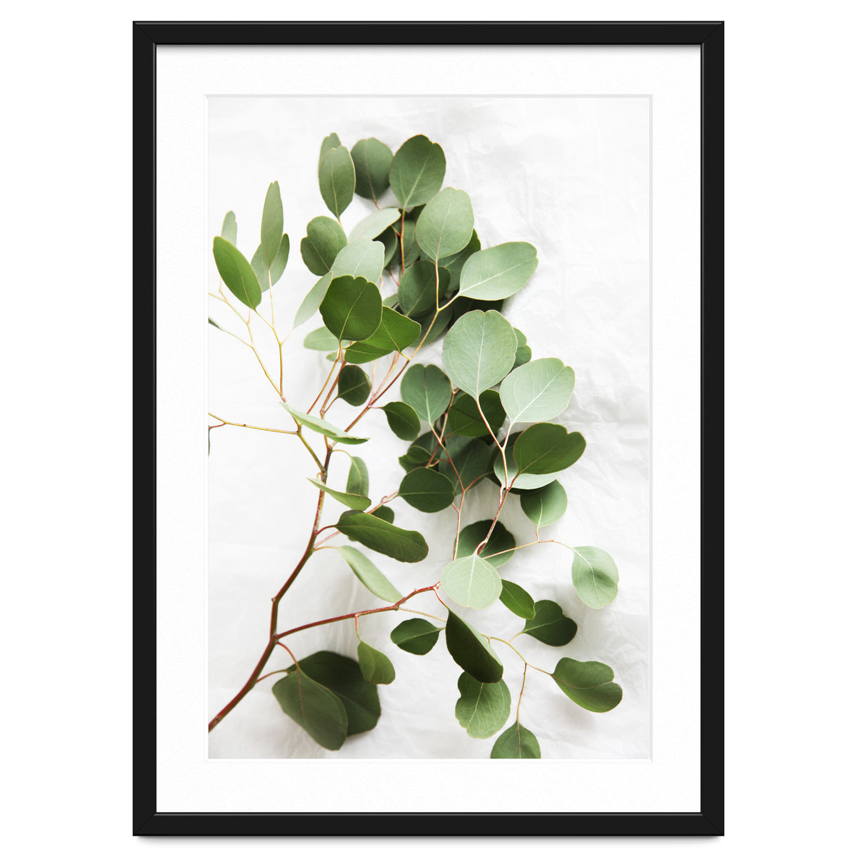 Eucalyptus