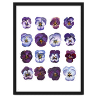 A Watercolour Study Of Violas