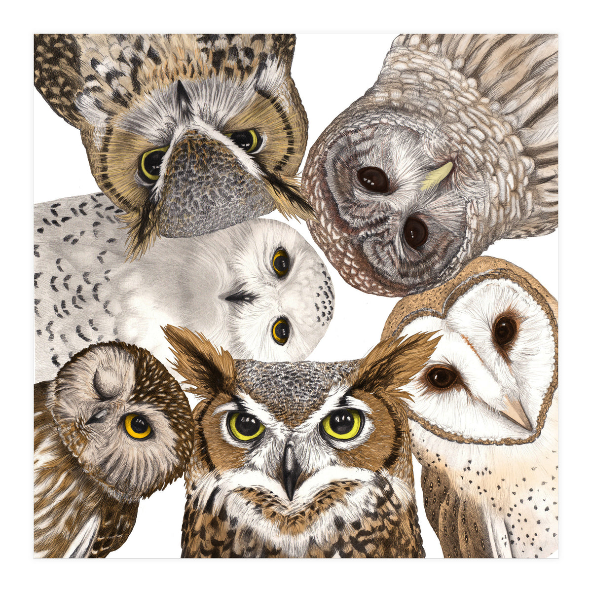 Owls (Print Only)