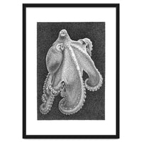 Octopus no. 2