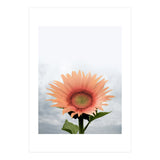 12 (Print Only) thumbnail