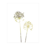 Neutral Dandelions (Print Only) thumbnail