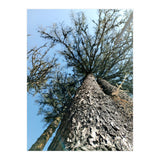 Ataraxia - Tree Series 1 (Print Only) thumbnail