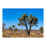 Joshua Trees (Print Only) thumbnail