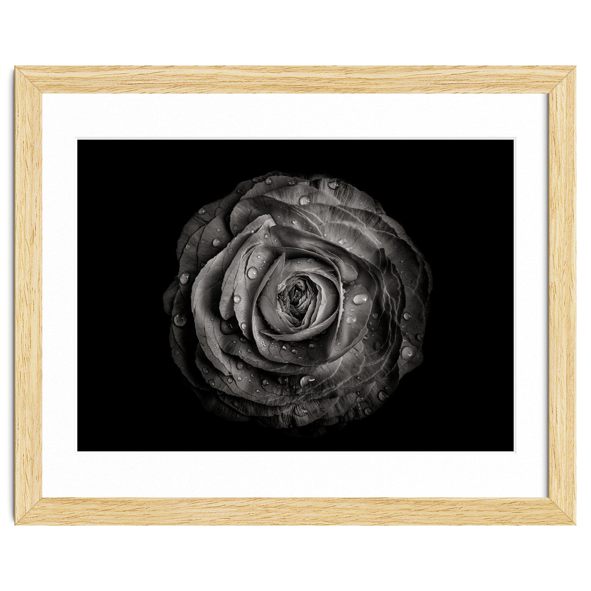 Backyard Flowers In Black And White 72