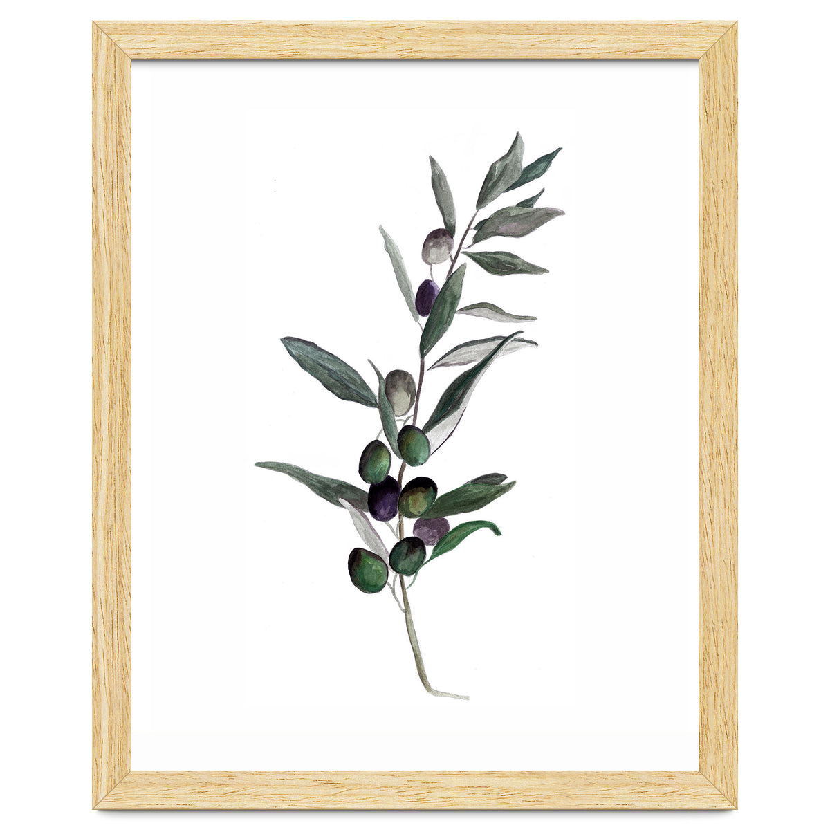 Botanical Illustration Olive