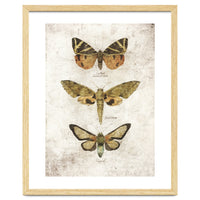 Butterflies VI