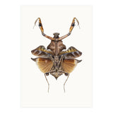 Cc Insects 06 (Print Only) thumbnail