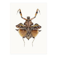 Cc Insects 06 (Print Only)