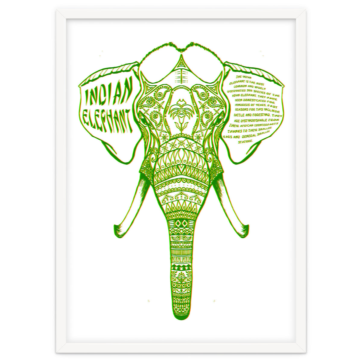 Indian Elephant