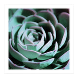 DARKSIDE OF SUCCULENTS III-A (Print Only) thumbnail