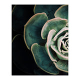 Darkside Of Succulents 4-E (Print Only) thumbnail