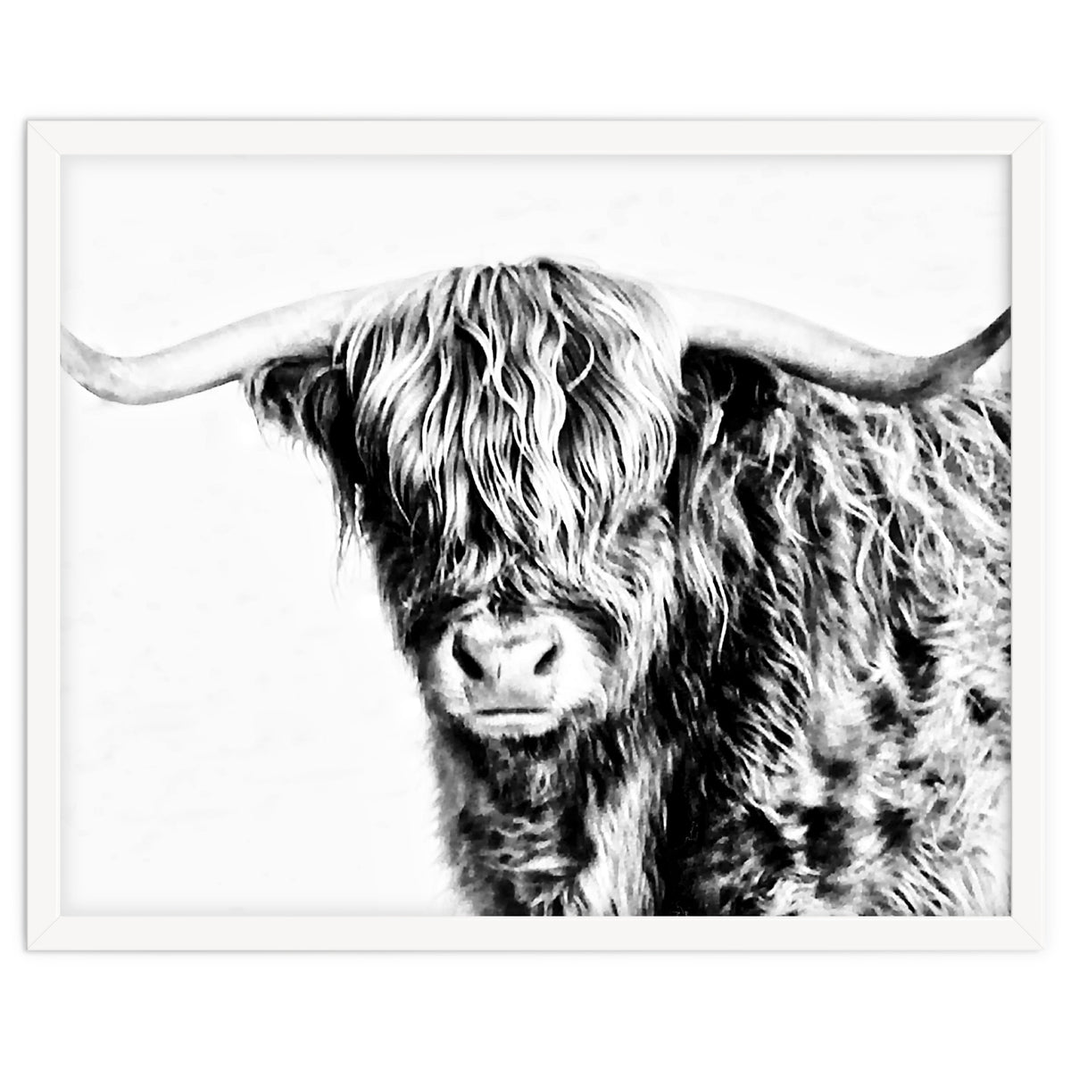 Highland bull