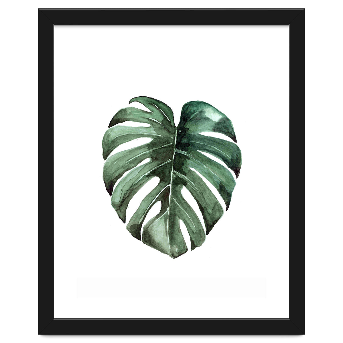 Botanical Illustration Monstera Deliciosa