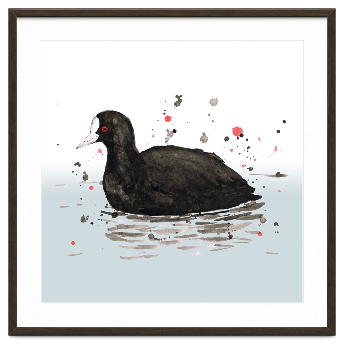 Common coot