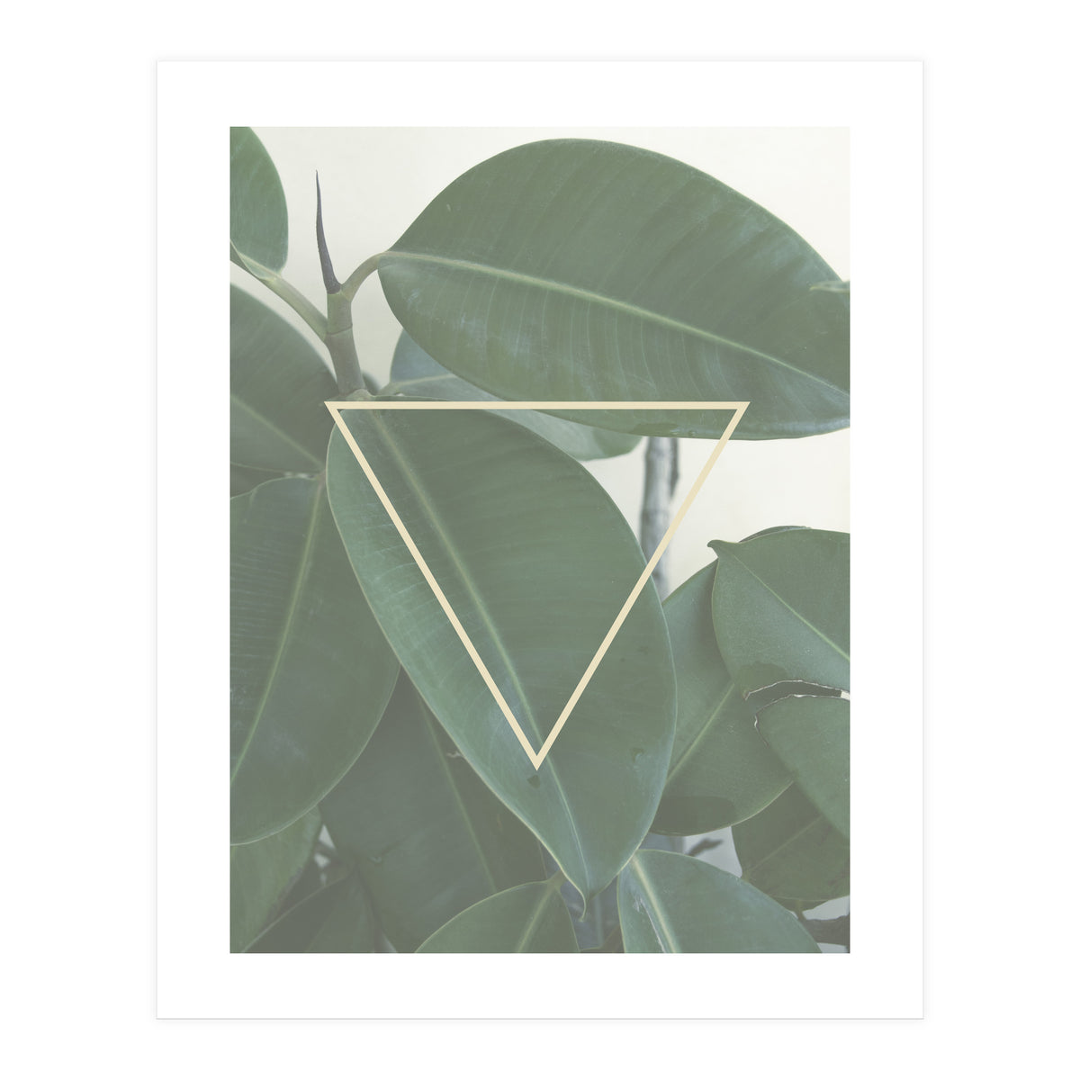 ficus triangle (Print Only)