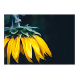 Sunflower Detail 1 (Print Only) thumbnail