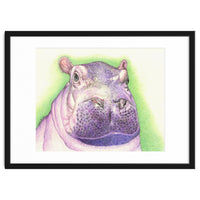 Purple Hippo