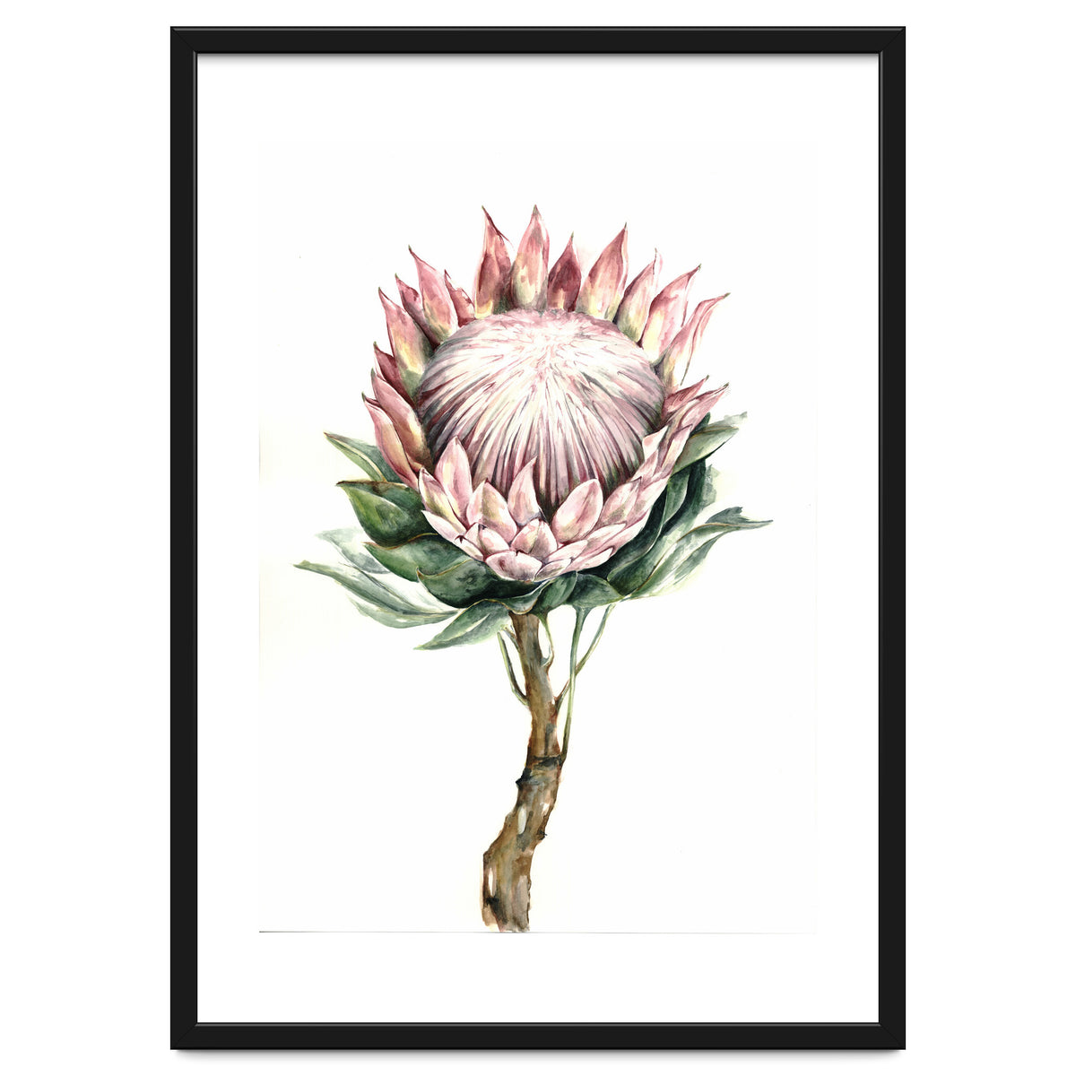 Protea
