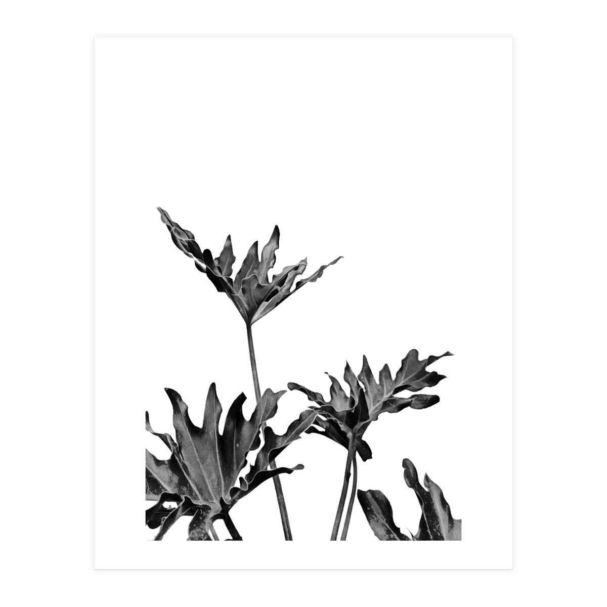 Monstera Black And White 08 (Print Only)