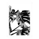 Monstera Black And White 06 (Print Only) thumbnail