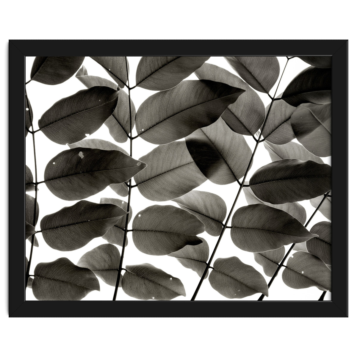 Branches and Leaves I