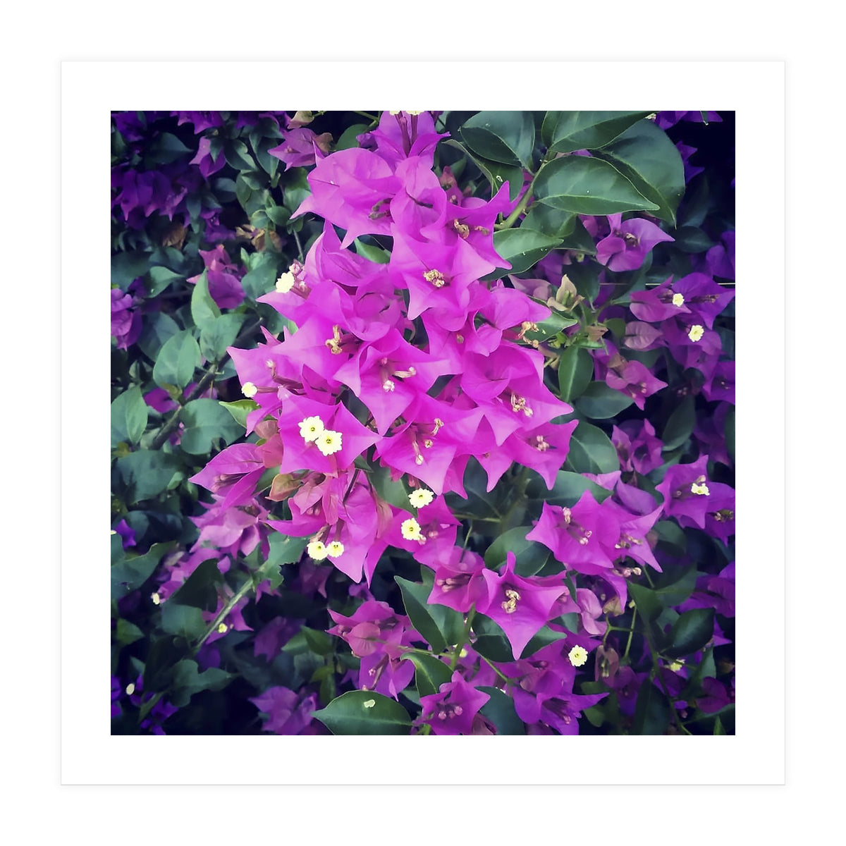 Purple Flowers (Print Only)