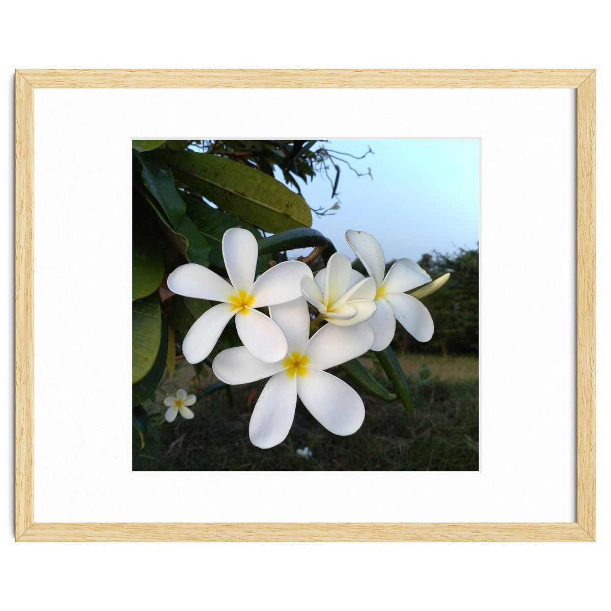 Frangipani