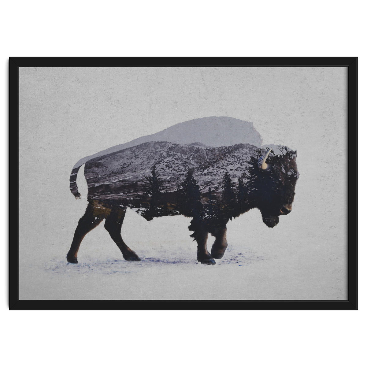 The American Bison