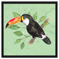 Toco toucan