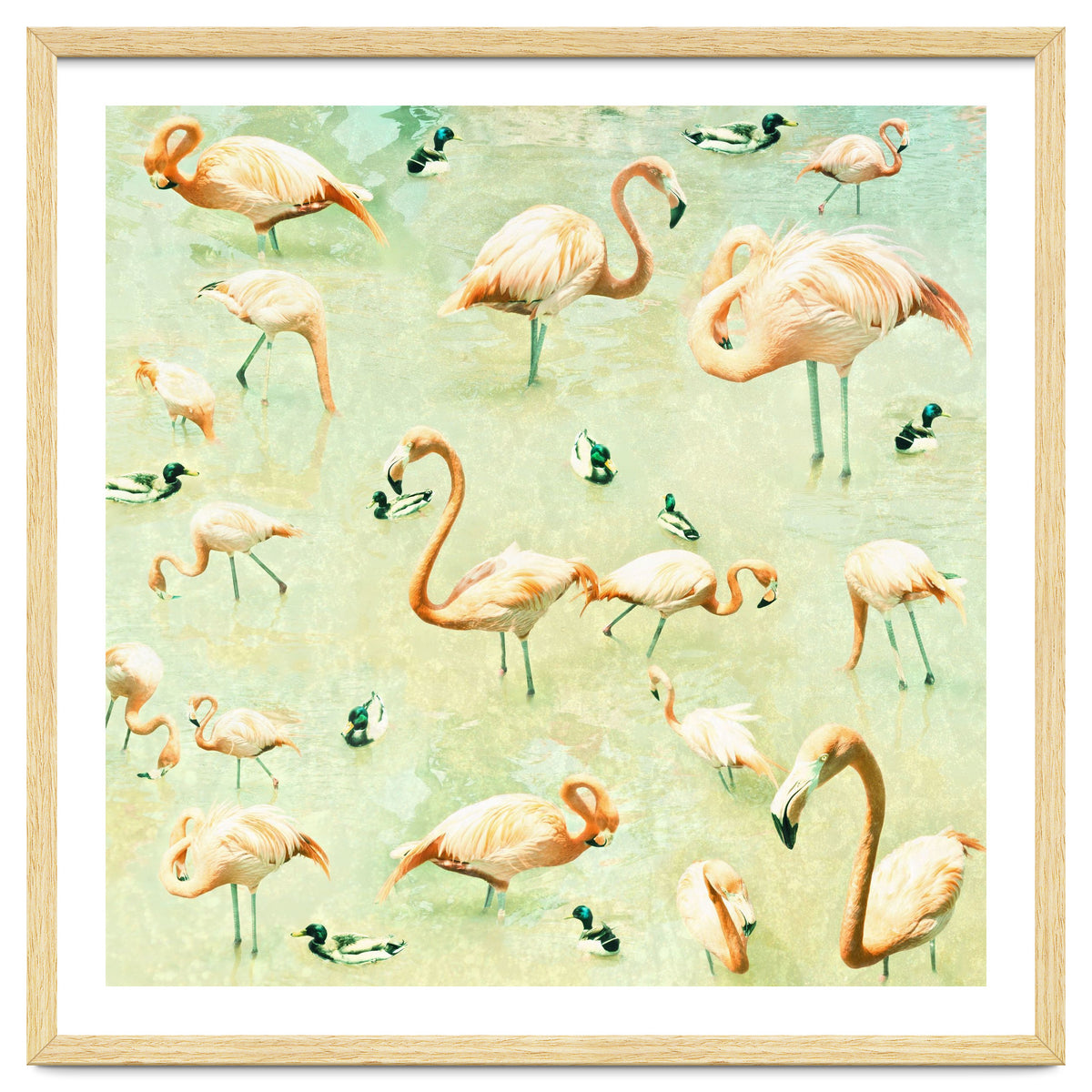 Flamingos