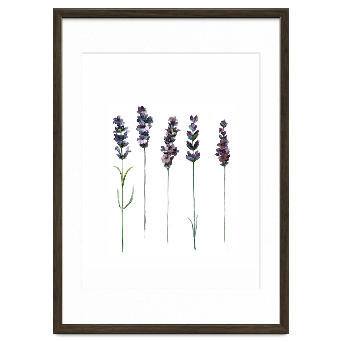 Botanical Illustration Lavender