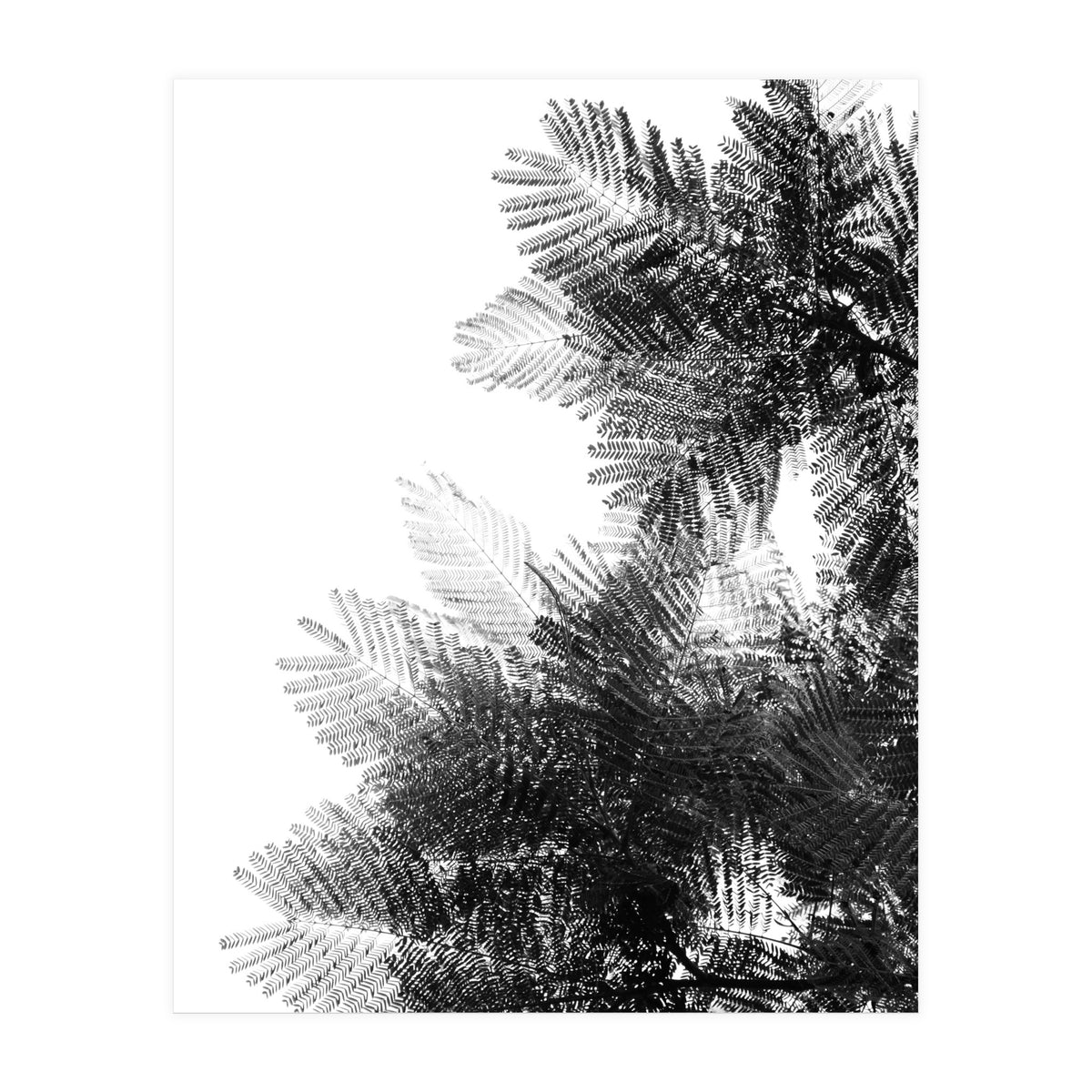 The Tree Top I (Print Only)