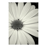 Simplicity  (Print Only) thumbnail