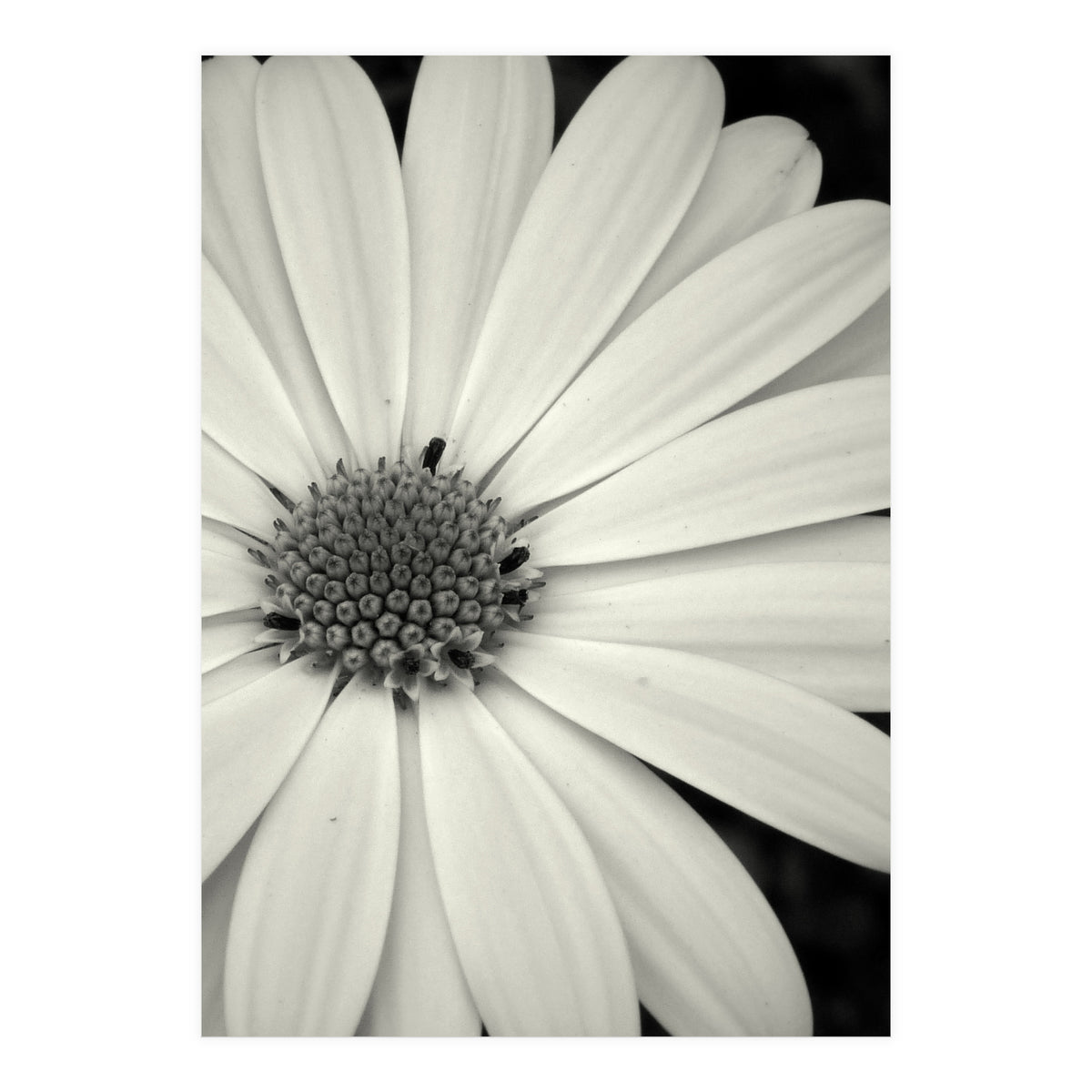 Simplicity  (Print Only)