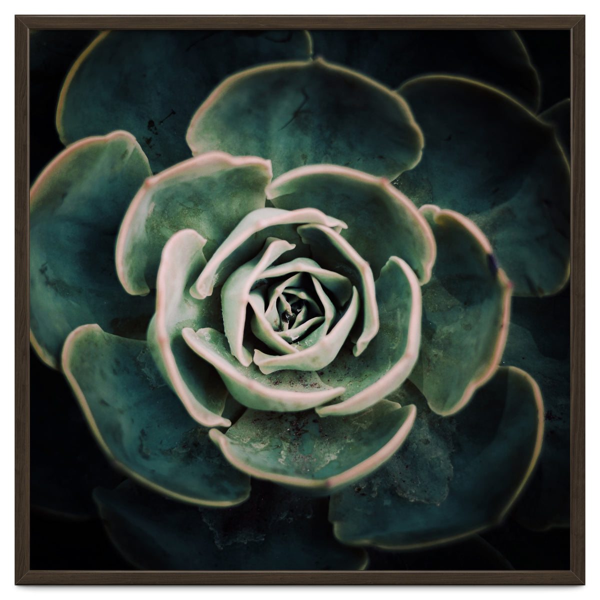 DARKSIDE OF SUCCULENTS IV-A