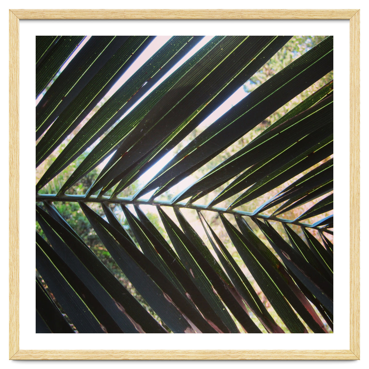 Palm leaf