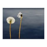 Common dandelions (Print Only) thumbnail