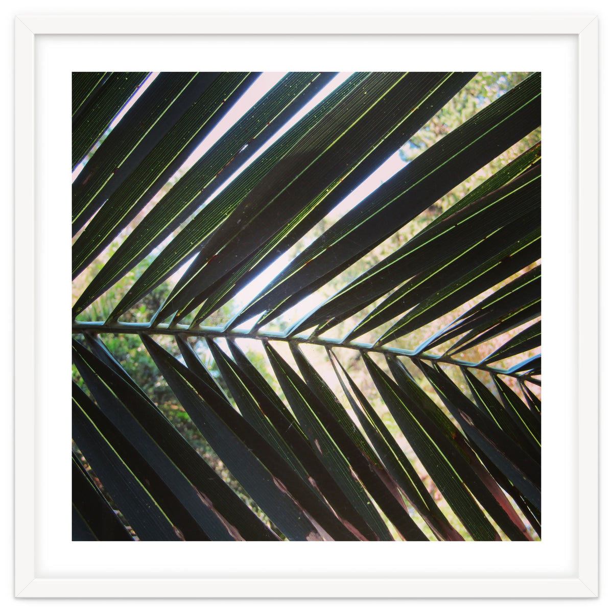Palm leaf