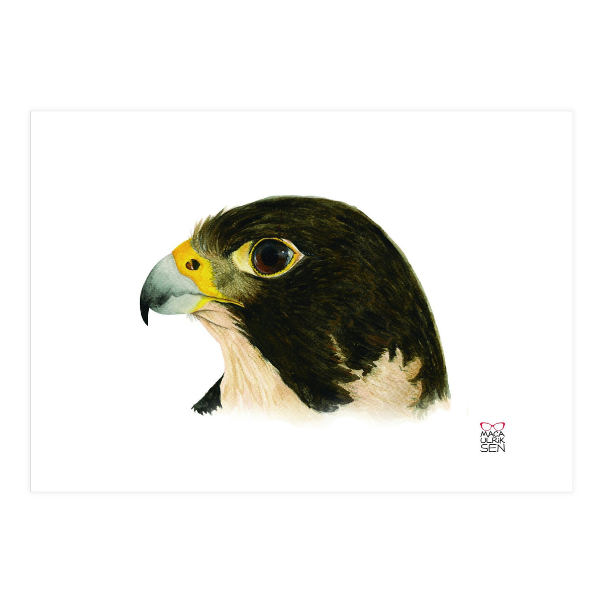 Peregrine falcon (Print Only)