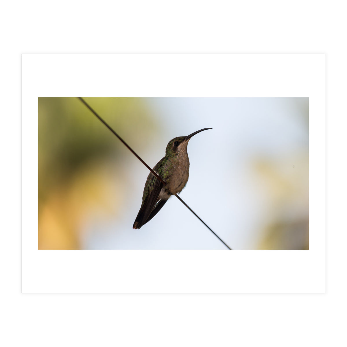 Colibri from Haïti (Print Only)
