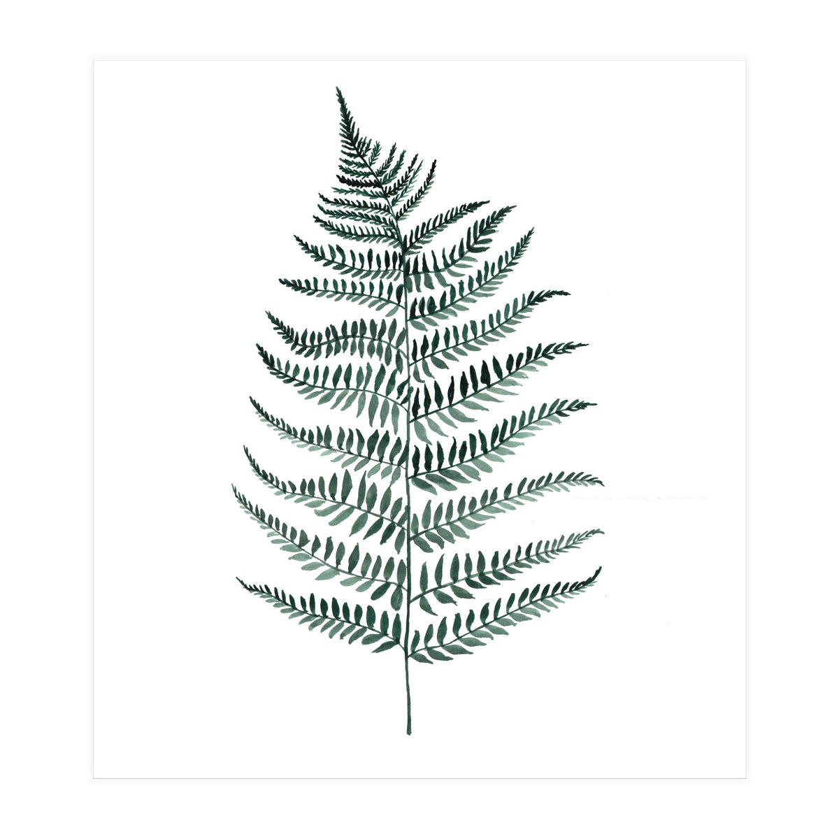 Botanical Illustration Silverfern (Print Only)