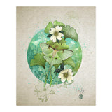 Luna Moth  (Print Only) thumbnail