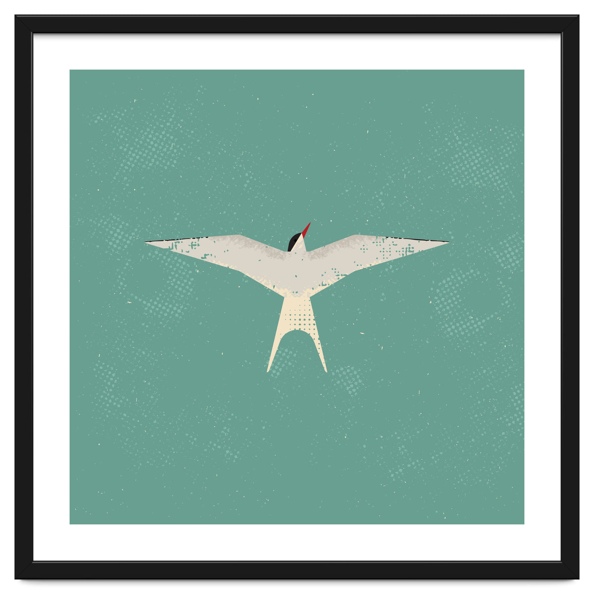 Arctic Tern
