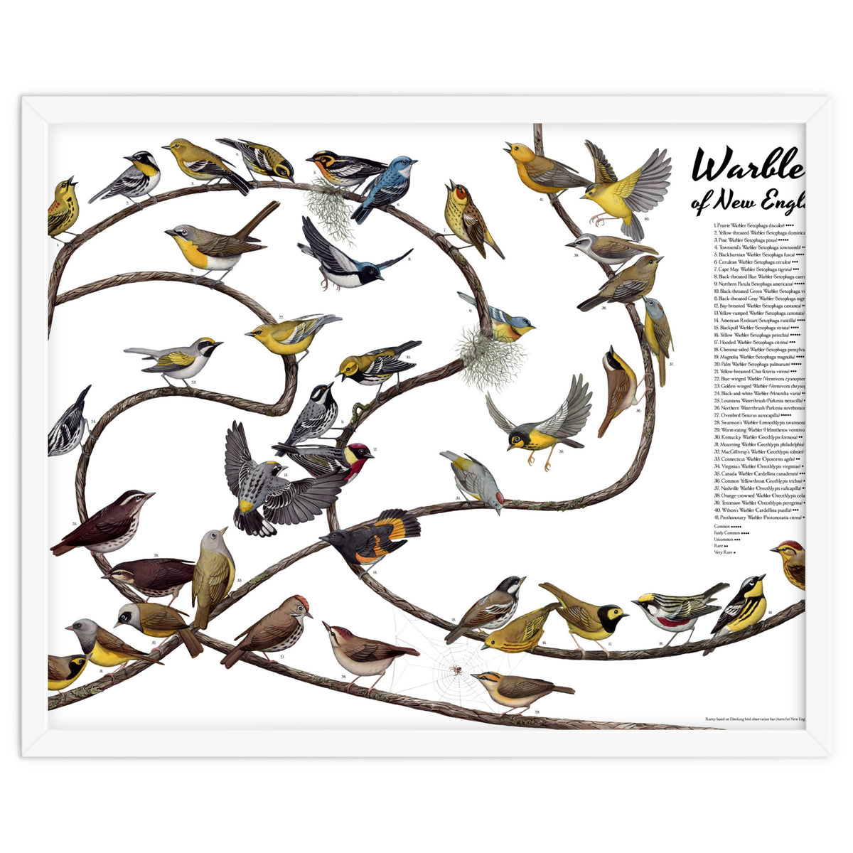 Warblers of New England