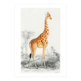 Giraffe illustration (Print Only) thumbnail