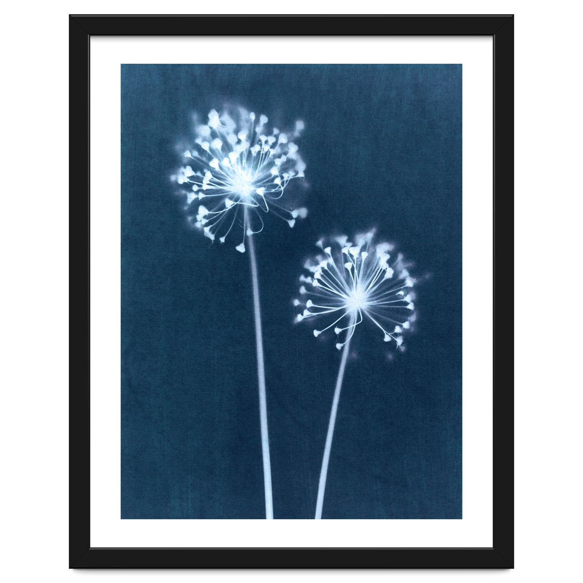 Indigo Dandelion
