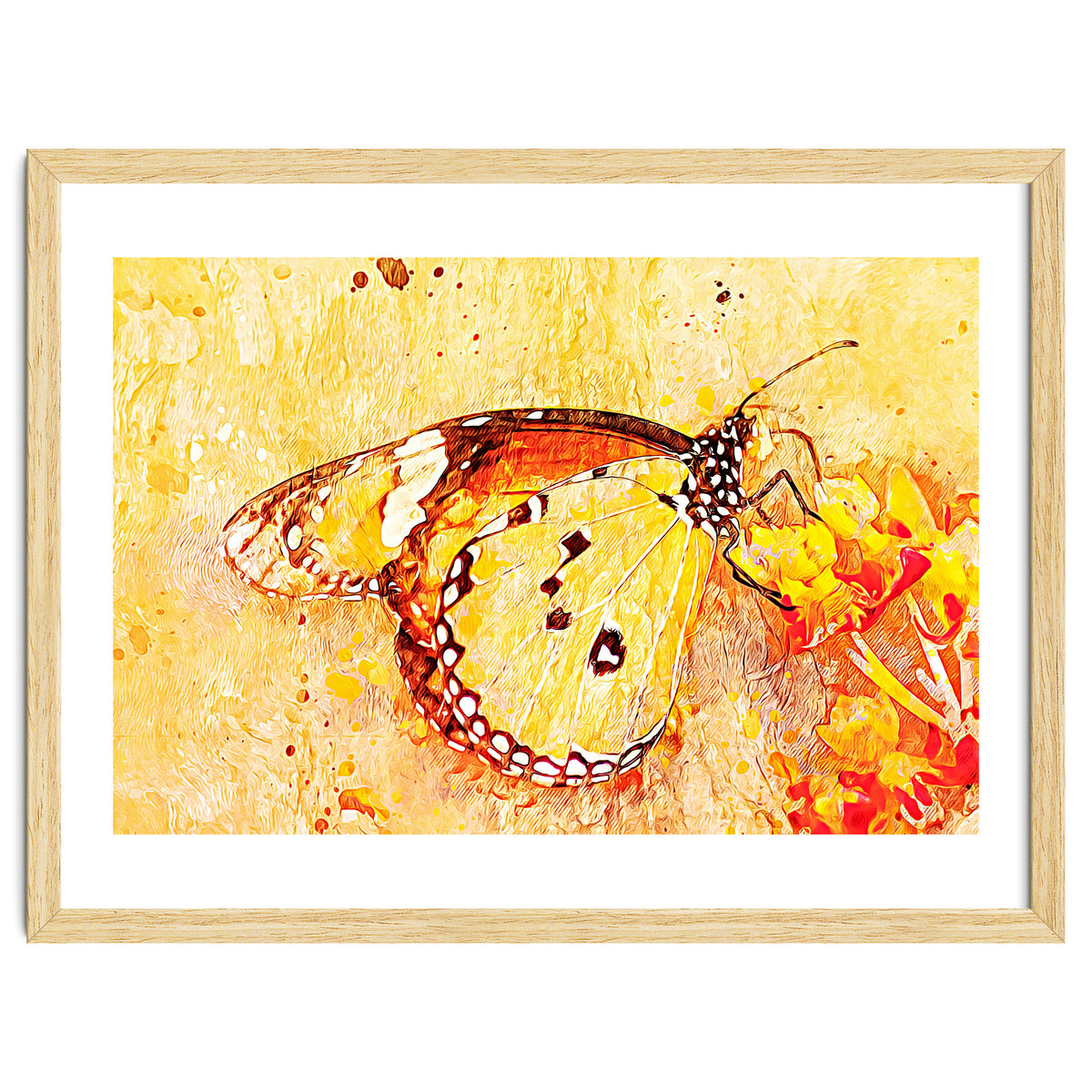 Butterfly On Aclepias