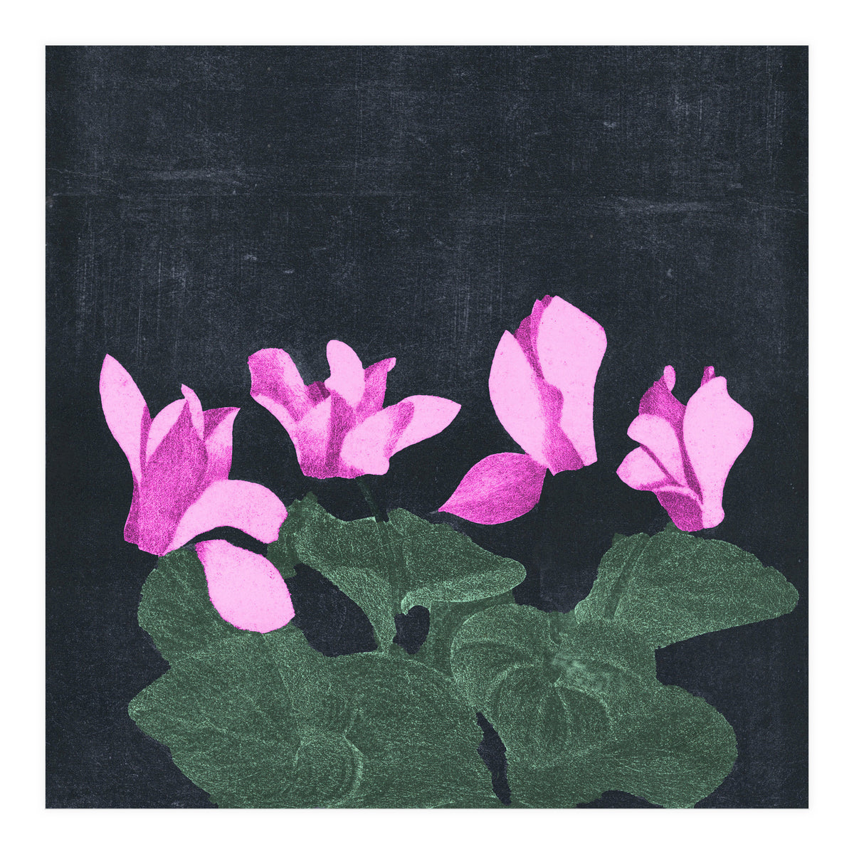 Cyclamen  (Print Only)