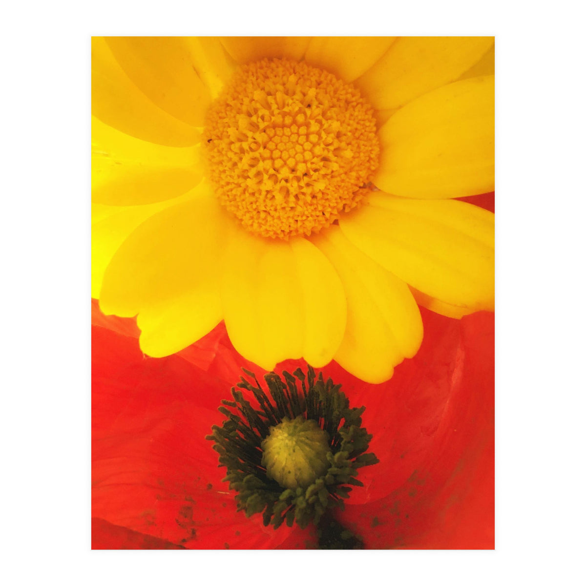 SPRING LOVE (Print Only)